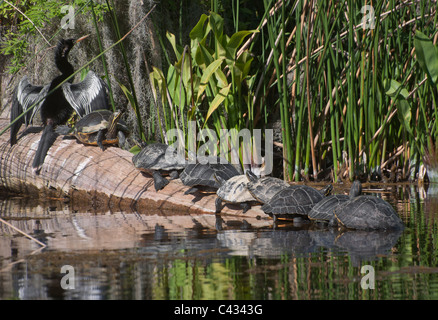 Ein Vogel Anhinga und mehrere Suwannee Cooter Schildkröten sonnen sich auf einem Baumstamm im Wakulla Springs State Park in der Nähe von Tallahassee FL. Stockfoto