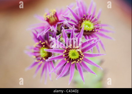 Sempervivum Roter Gigant Blumen Stockfoto