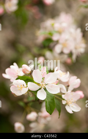 Malus Prunifolia 'Rinki', Blüte Crab Stockfoto