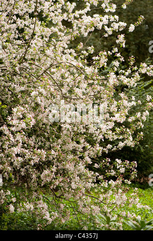 Malus Prunifolia 'Rinki', Blüte Crab Stockfoto