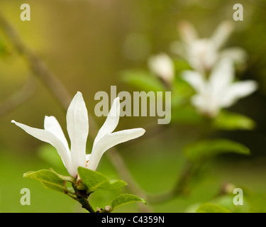 Yulan-Magnolie, Magnolia Heptapeta, in Blüte Stockfoto