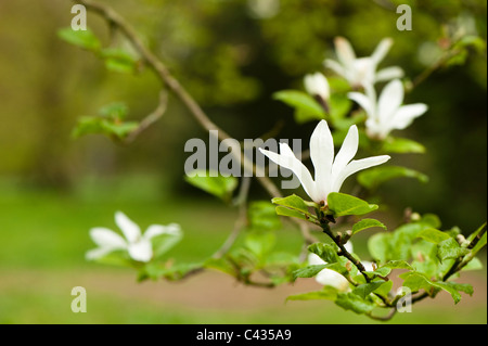 Yulan-Magnolie, Magnolia Heptapeta, in Blüte Stockfoto