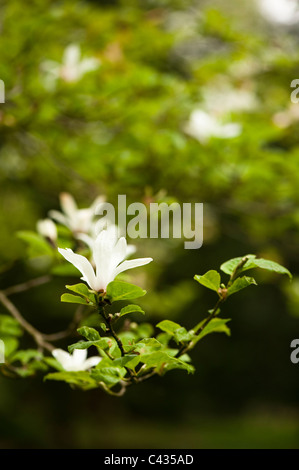 Yulan-Magnolie, Magnolia Heptapeta, in Blüte Stockfoto