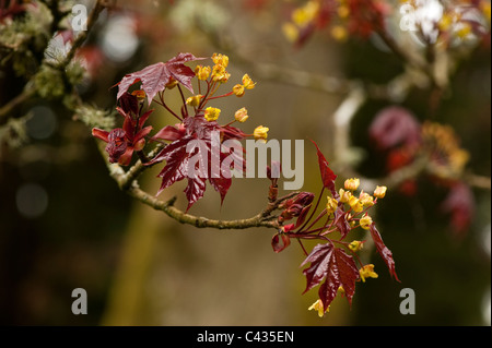 Acer Platanoides 'Schwedleri', Spitzahorn, in Blüte Stockfoto