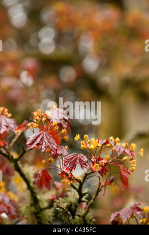 Acer Platanoides 'Schwedleri', Spitzahorn, in Blüte Stockfoto