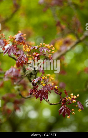 Acer Platanoides 'Schwedleri', Spitzahorn, in Blüte Stockfoto