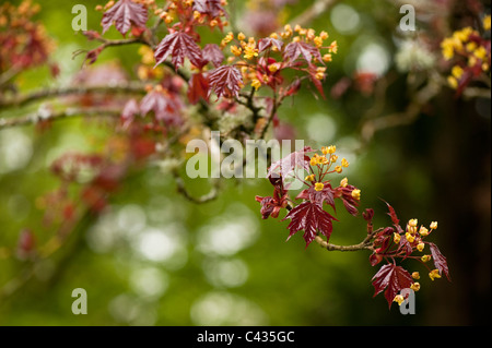 Acer Platanoides 'Schwedleri', Spitzahorn, in Blüte Stockfoto