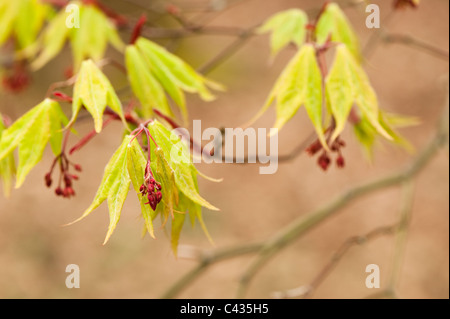 Acer Palmatum SSP. Matsumurae, Japanische Ahorn, in Blüte Stockfoto