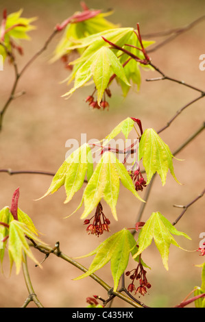 Acer Palmatum SSP. Matsumurae, Japanische Ahorn, in Blüte Stockfoto