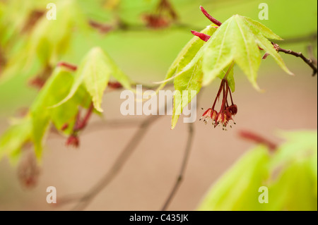 Acer Palmatum SSP. Matsumurae, Japanische Ahorn, in Blüte Stockfoto