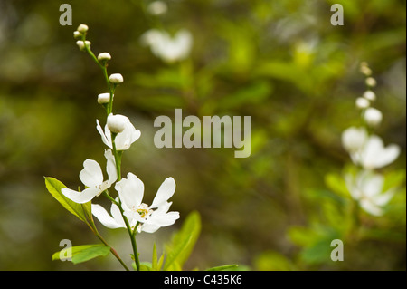 Exochorda Korolkowii, Pearl Bush in Blüte Stockfoto