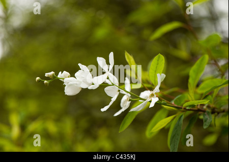 Exochorda Korolkowii, Pearl Bush in Blüte Stockfoto