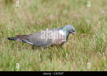 Ringeltaube, London, UK, England Stockfoto