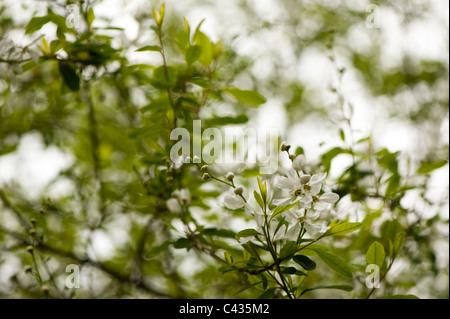 Exochorda Korolkowii, Pearl Bush in Blüte Stockfoto