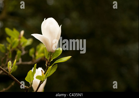 Magnolia X soulangeana 'Alba Superba' in Blüte Stockfoto