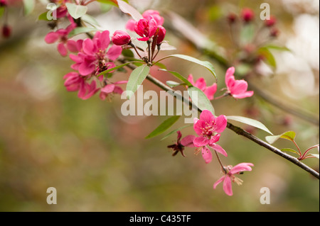 Malus Floribunda 'Nigra' in Blüte Stockfoto