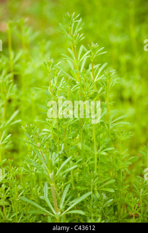 Hackmesser, Galium aparine Stockfoto