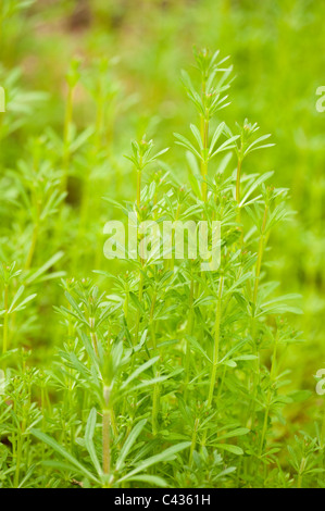 Hackmesser, Galium aparine Stockfoto