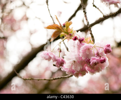 Prunus 'Pink Perfektion' in Blüte Stockfoto