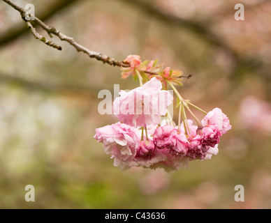 Prunus 'Pink Perfektion' in Blüte Stockfoto