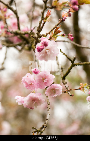 Prunus 'Pink Perfektion' in Blüte Stockfoto