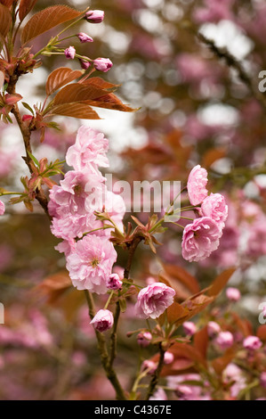 Prunus Serrulata 'Kanzan' in Blüte Stockfoto