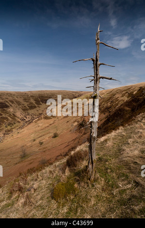 welke und tot einzigen Baum am Hang in den Brecon Beacons, Wales Stockfoto