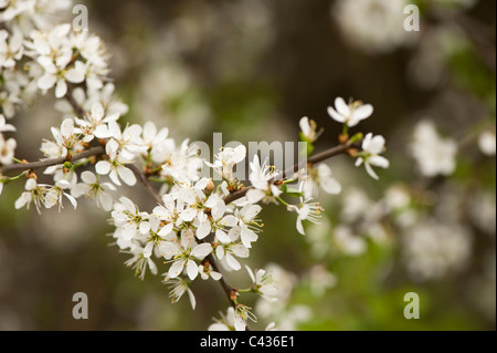 Prunus Spinosa, Schlehe, in Blüte Stockfoto