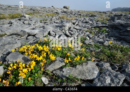 Gemeinsamen Vogel's – Foot Trefoil - Lotus Corniculatus wachsen auf zerbrochene Kalkstein Pflaster Stockfoto