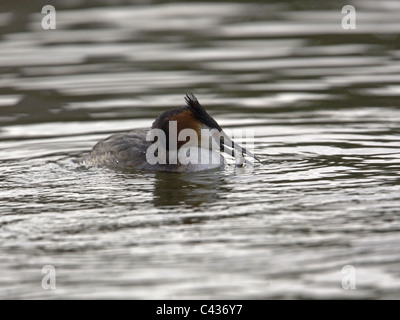 Great crested Grebe Zucht Gefieder mit Fisch im Schnabel Stockfoto