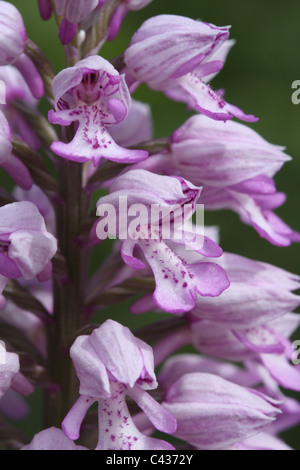 Miliare Orchidee Orchis Militaris, close-up Stockfoto