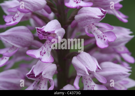 Miliare Orchidee Orchis Militaris, close-up Stockfoto