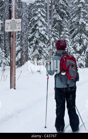 Überqueren Sie Land Skifahrer-Register, um ein "Bear" Zeichen in Essex, Montana, am südlichen Ende des Glacier National Park zu beobachten. Stockfoto