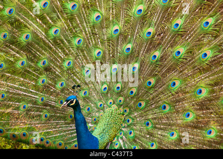 Pfau, die Anzeige seiner Schwanzfedern Stockfoto