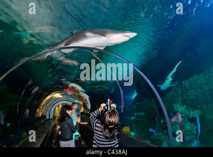 Die sehr beliebte Shark Encounter zeigen in SeaWorld. Stockfoto