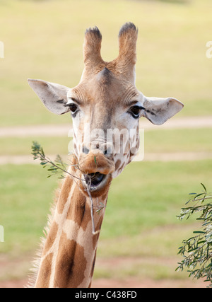 Afrikanische Giraffe in Natur, in der Nähe Stockfoto