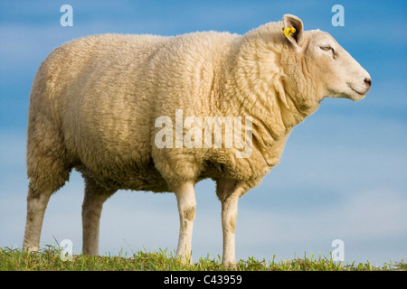 Schaf, Mutterschaf, mit gelben Ohr Tag Seitenansicht vorgesehen. Auf der Oberseite ein Deich oder Damm in der Provinz Zeeland im Süden von Holland. Stockfoto