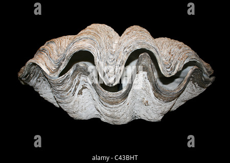 Giant Clam Shell Tridacna Gigas gegen A schwarzer Hintergrund Stockfoto