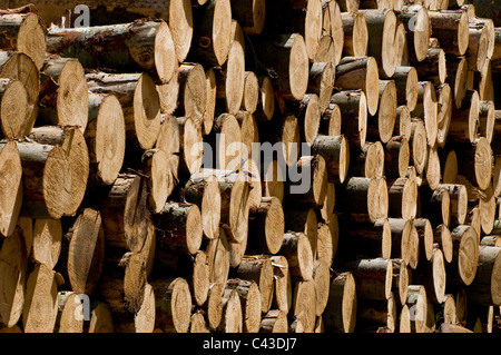 Haufen von Nadelbaumstämmen, norfolk, england Stockfoto