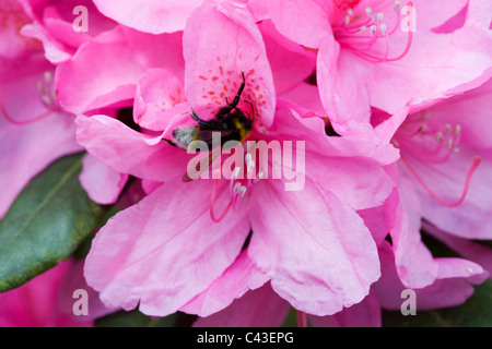 Rhododendron Blüte mit eine Hummel, sammeln von Pollen Stockfoto