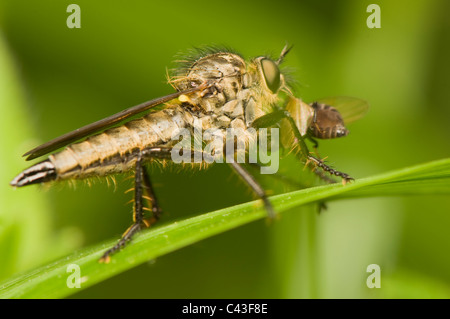 Machimus Stockfoto