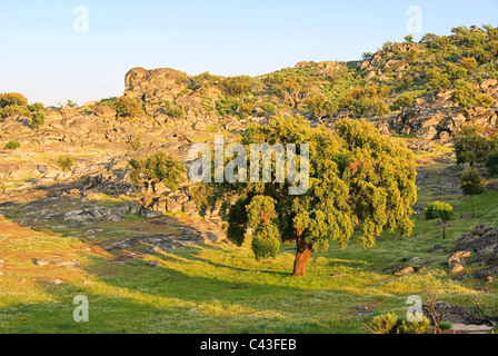 Korkeiche - Korkeiche 57 Stockfoto