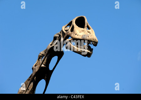 Brachiosaurus Dinosaurier Hals & Kopf Stockfoto