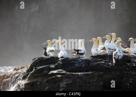 Basstölpel (Morus bassanus) auf Klippen im Mai auf der Insel Noss National Nature Reserve. Noup der Noss, Shetlandinseln, Schottland, Großbritannien. Stockfoto