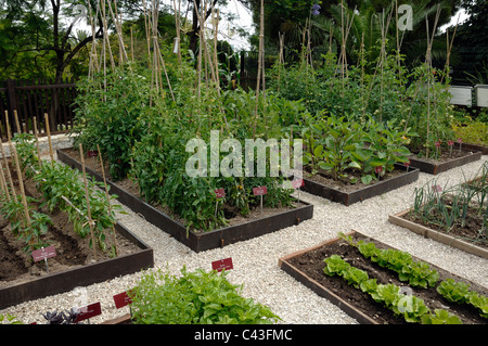 Gemüsegarten, Gemüsegarten oder Gemüsegarten mit Tomaten Pflanzen & Salate wachsen in Parterres und Zeilen Stockfoto