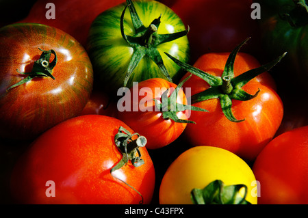 Eine Auswahl handgepflückter bunter Bio-Tomaten vom Bauernmarkt Stockfoto