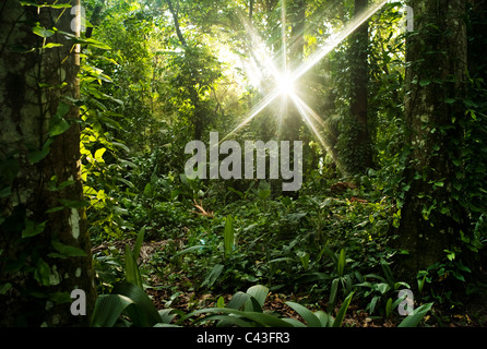 Grünen und gesunden Wald mit der Sonne Strahlen brechen durch die Bäume. Stockfoto