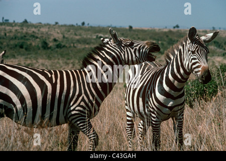 Burchell Zebra (Equus Burchelli (= Hippotigris Quagga Boehmi): Equiden) mit einem Aufruf, Kenia Stockfoto