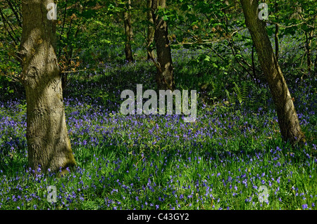 Wild bluebells bluebell blau Blume Blumen blühenden Wald in Spring Riccal Dale bei Pockley North Yorkshire England UK United Königreich Stockfoto