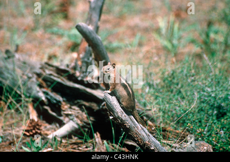 Golden-Jaguaren Ziesel (Citellus Lateralis: Sciuridae) Wyoming, USA Stockfoto